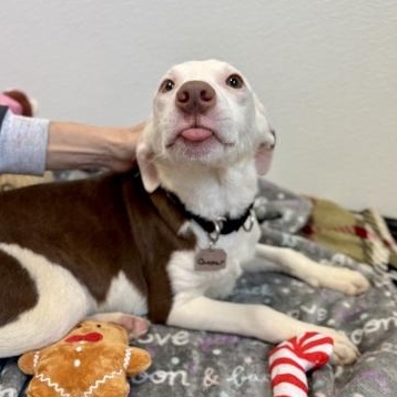 Chestnut, adopted, Young Female Mixed Breed.