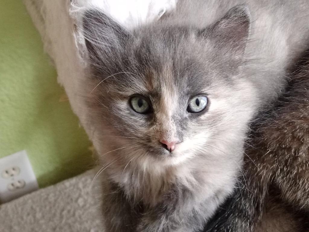 Enlarge Serena, a Adopted mixed breed in Grand Junction, CO image 1/1