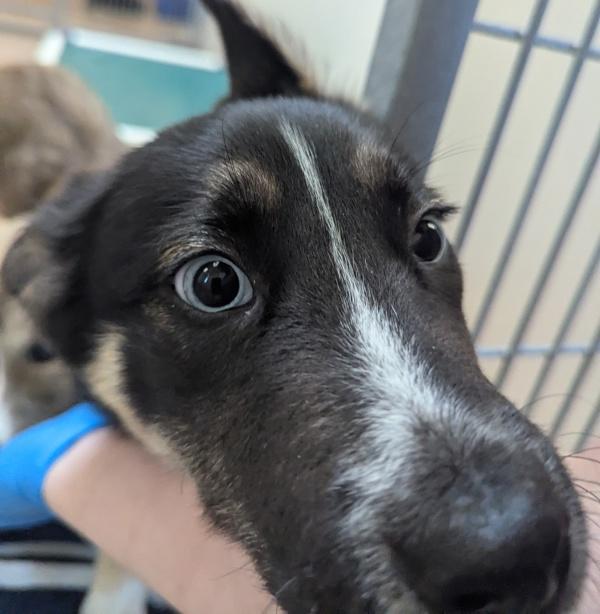 Animal, Adoptable, Puppy Male Siberian Husky.