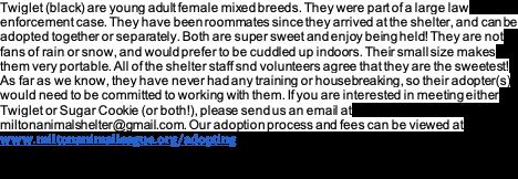 Enlarge Mr. Scruffles, an adopted Mixed Breed in Milton, MA image 3/3