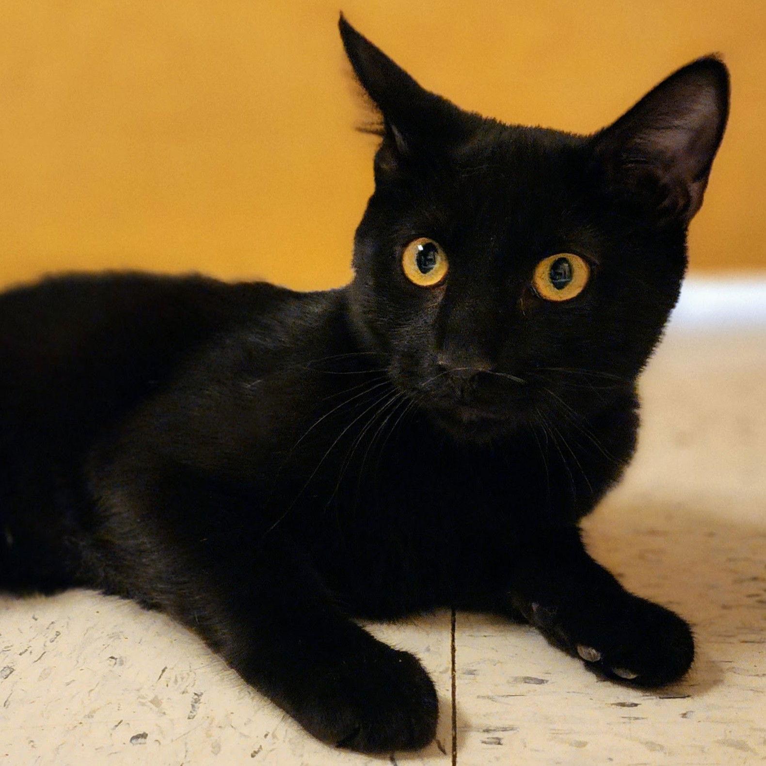 Kendrick, Adoptable, Young Male Domestic Medium Hair.