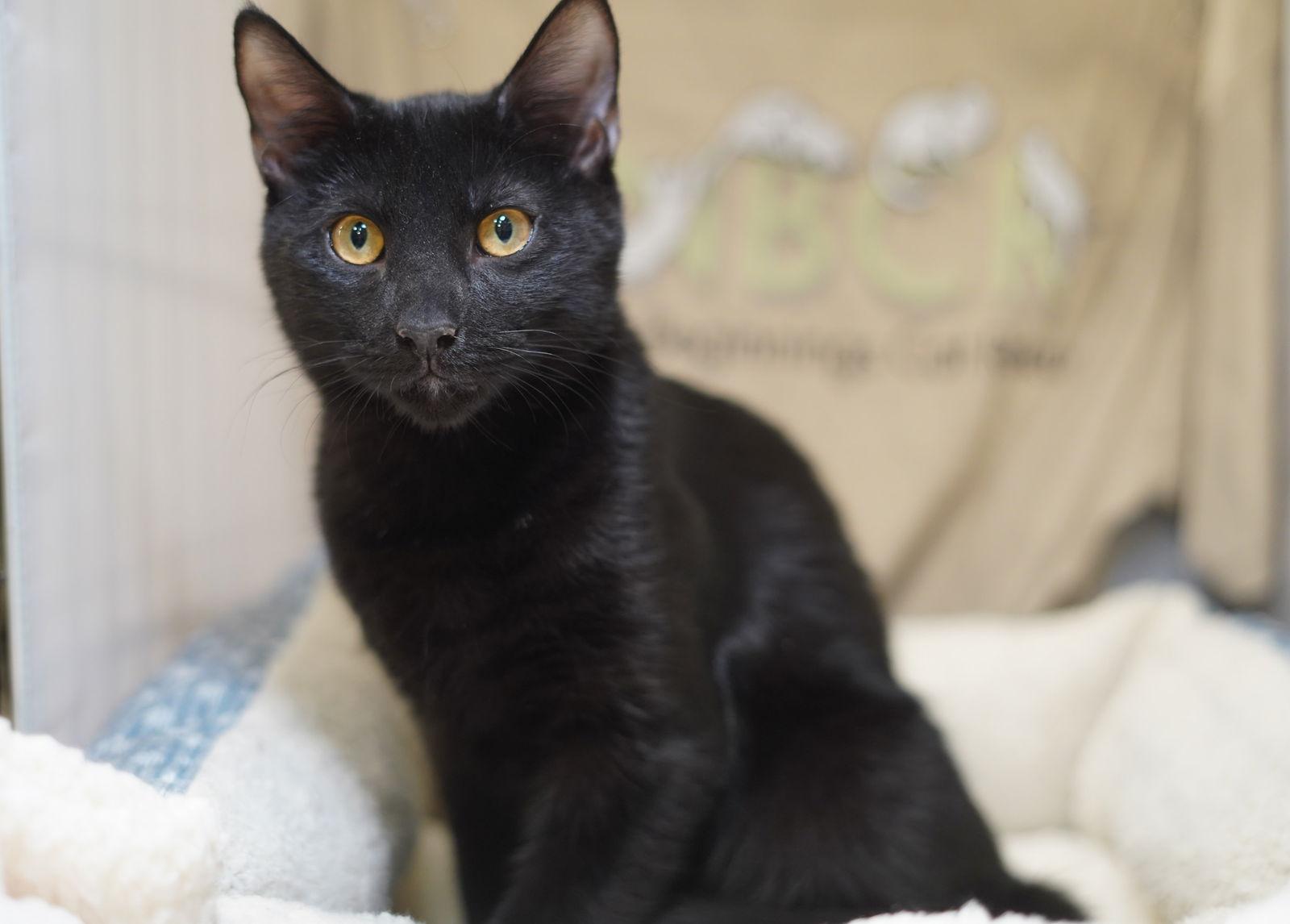Enlarge Kendrick, a Adoptable Domestic Medium Hair in Garland, TX image 1/3