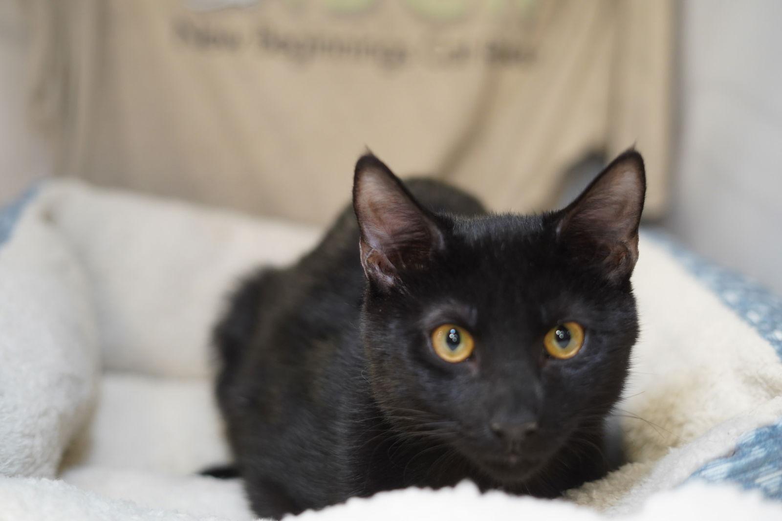 Enlarge Kendrick, a Adoptable Domestic Medium Hair in Garland, TX image 2/3