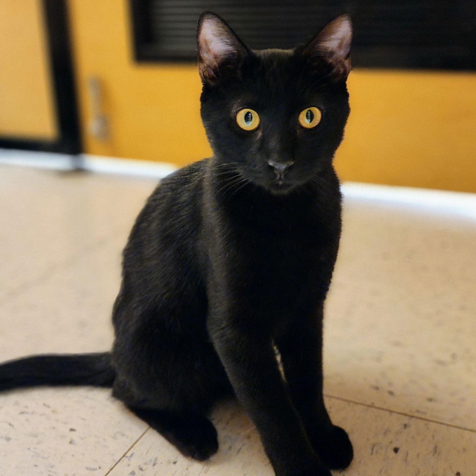 Enlarge Kendrick, a Adopted Domestic Medium Hair in Garland, TX image 2/3