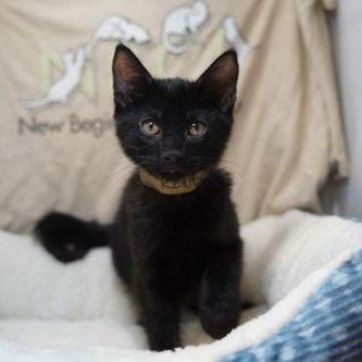 Enlarge Kendrick, a Adoptable Domestic Medium Hair in Garland, TX image 1/2