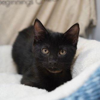 Enlarge Kendrick, a Adoptable Domestic Medium Hair in Garland, TX image 2/2