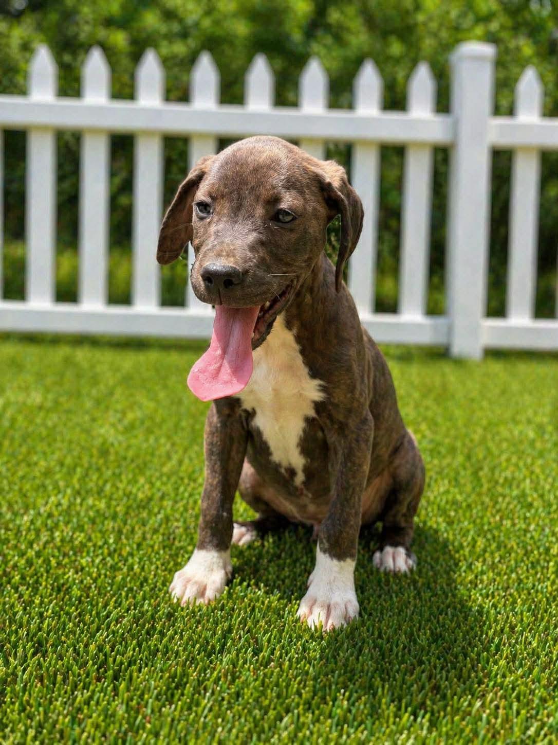 Enlarge Fudge, a Adoptable mixed breed in Westport, MA image 1/4