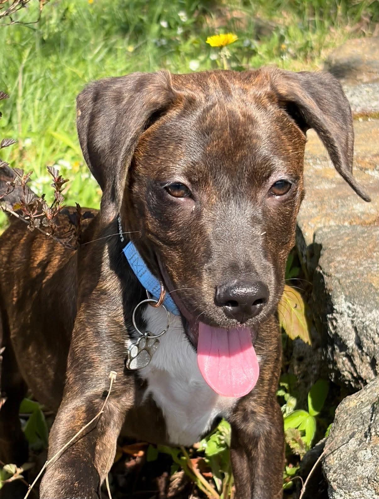 Fudge, a Adoptable mixed breed in Lancaster, MA image 1/5