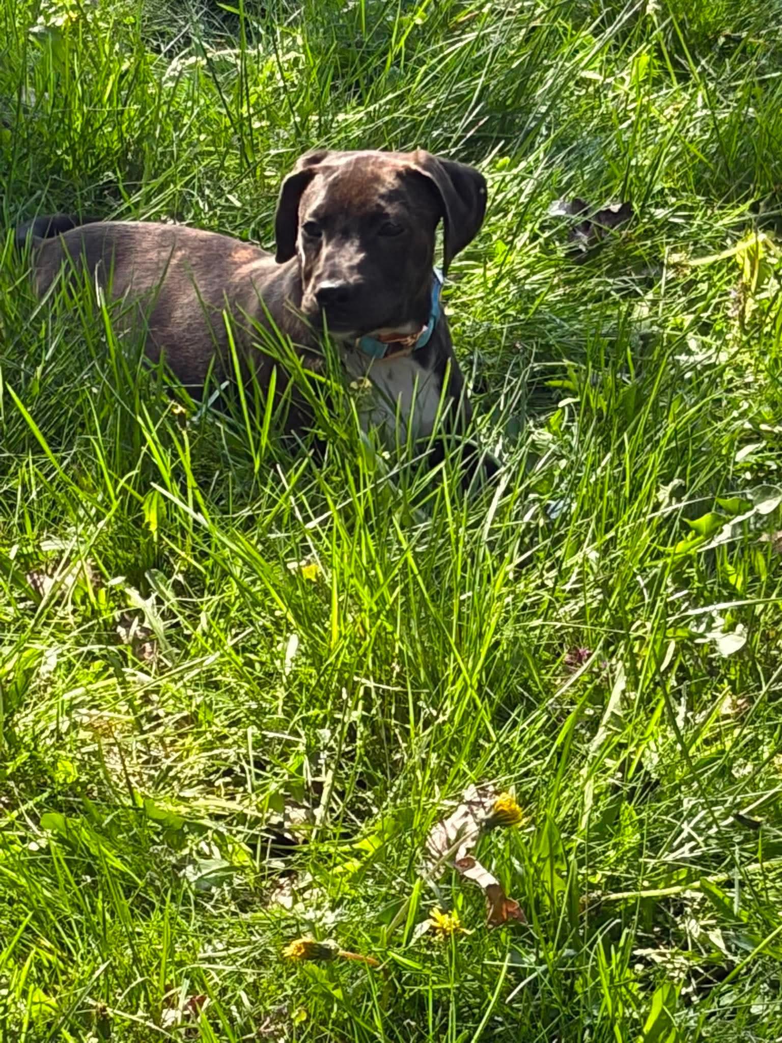 Fudge, a Adoptable mixed breed in Lancaster, MA image 2/5