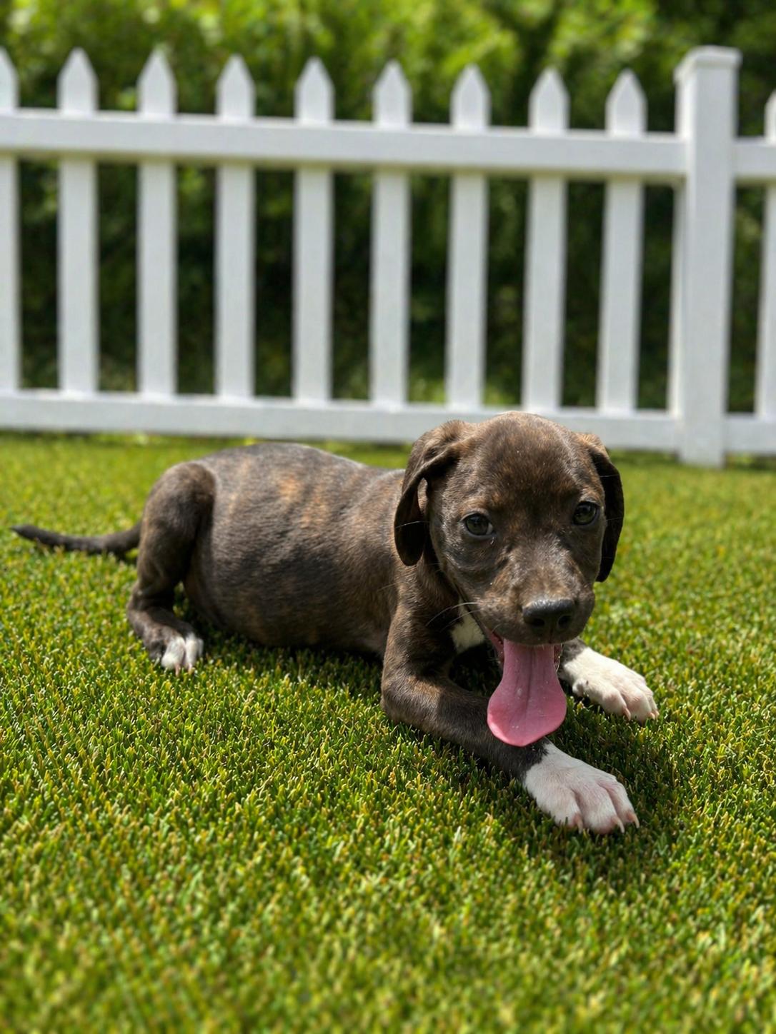 Enlarge Fudge, a Adoptable mixed breed in Westport, MA image 4/4