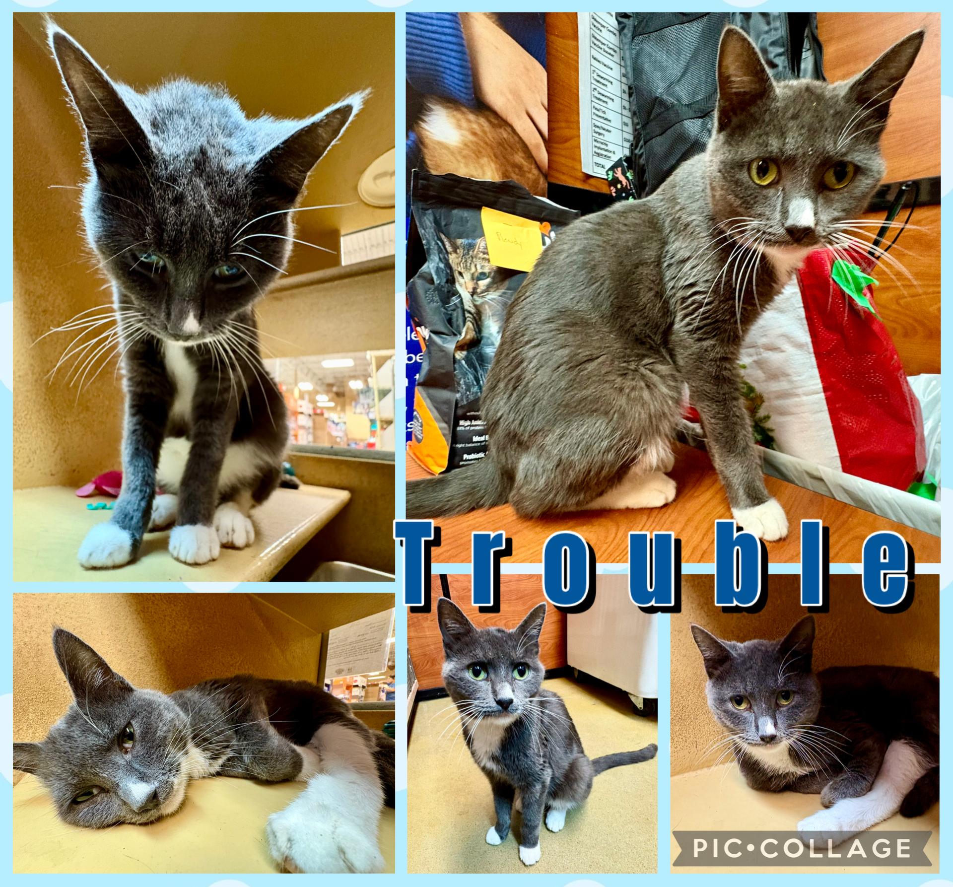 Enlarge TROUBLE, a Adoptable Tabby in Lawton, OK image 1/1