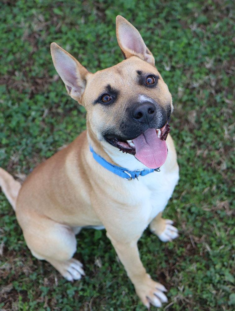 Enlarge Timberlake (AO35205), a Adoptable mixed breed in Kansas City, KS image 3/6