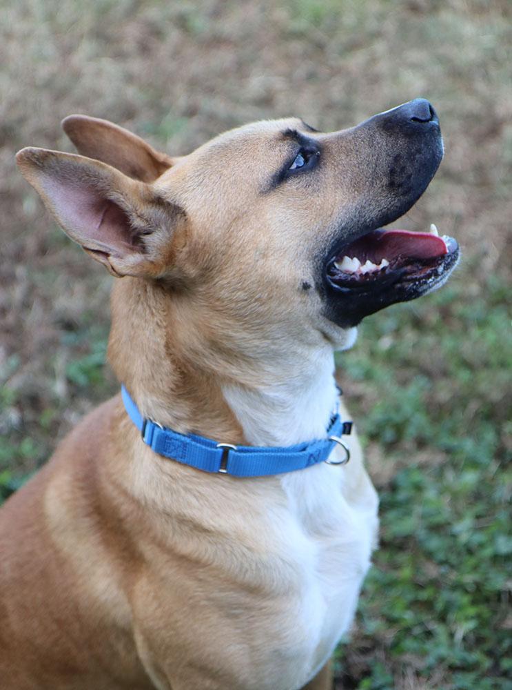 Enlarge Timberlake (AO35205), a Adoptable mixed breed in Kansas City, KS image 6/6