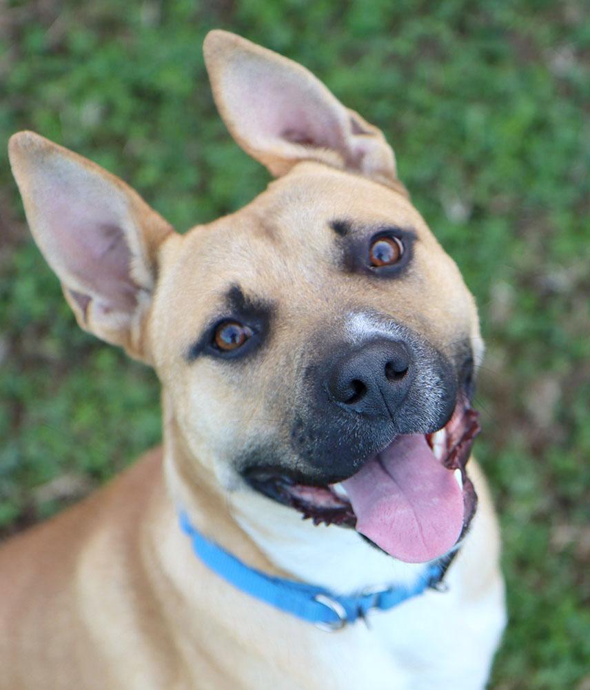 Timberlake (AO35205), Adoptable, Young Male Shepherd & Mixed Breed.