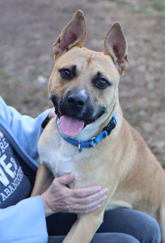 Enlarge Timberlake (AO35205), a Adoptable mixed breed in Kansas City, KS image 2/6