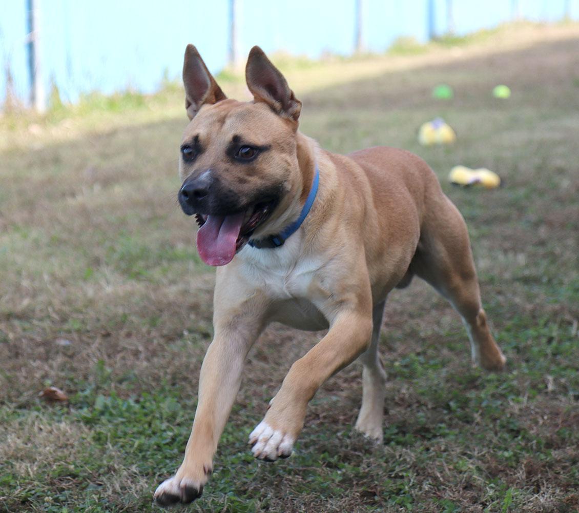 Enlarge Timberlake (AO35205), a Adoptable mixed breed in Kansas City, KS image 4/6