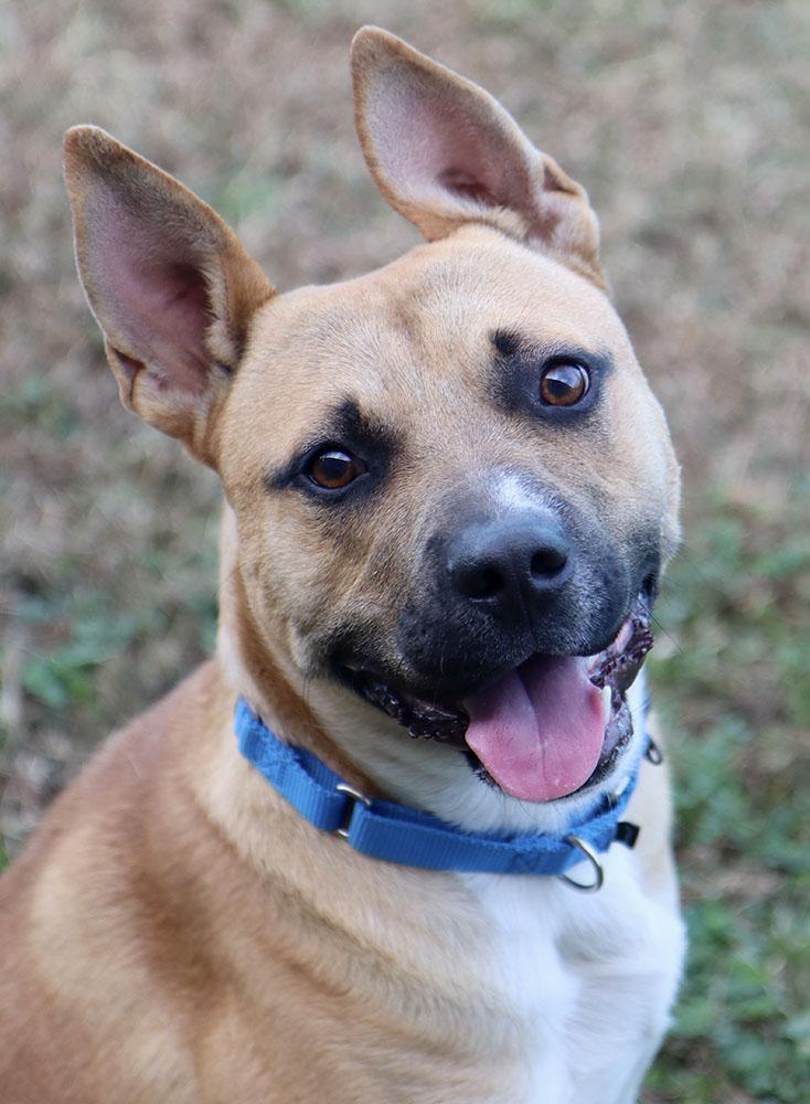 Enlarge Timberlake (AO35205), a Adoptable mixed breed in Kansas City, KS image 5/6