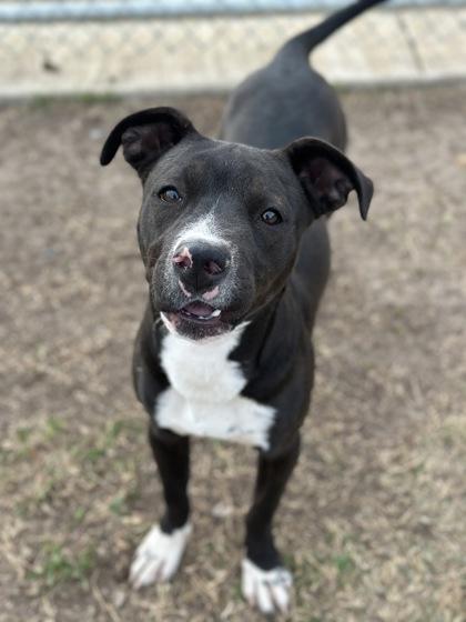 Mouse, a Adoptable mixed breed in Irving, TX image 1/3