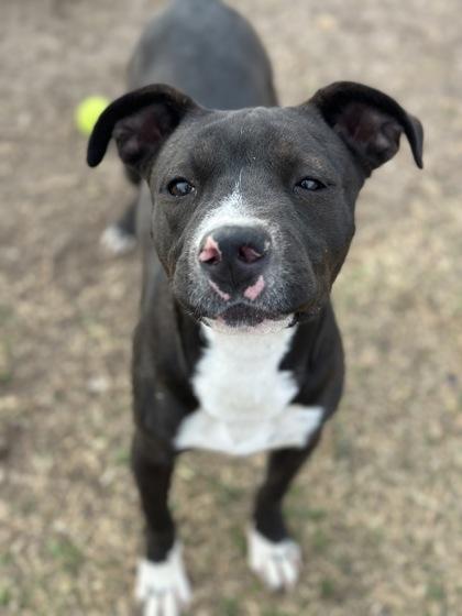 Mouse, a Adoptable mixed breed in Irving, TX image 2/3