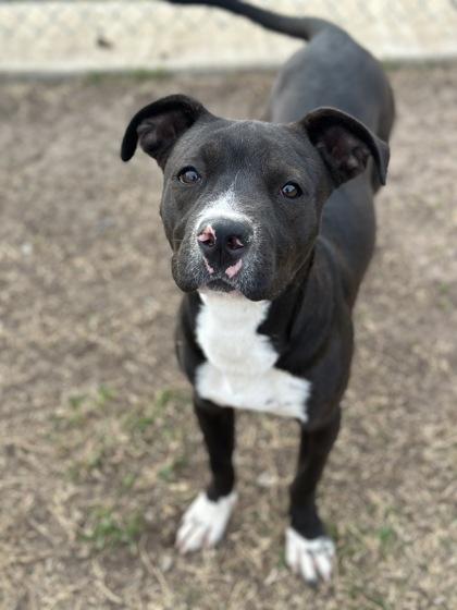 Mouse, a Adoptable mixed breed in Irving, TX image 3/3