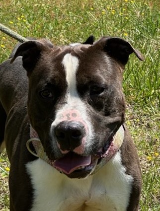 Enlarge BOSS, a Adoptable American Staffordshire Terrier in Tappahannock, VA image 1/6