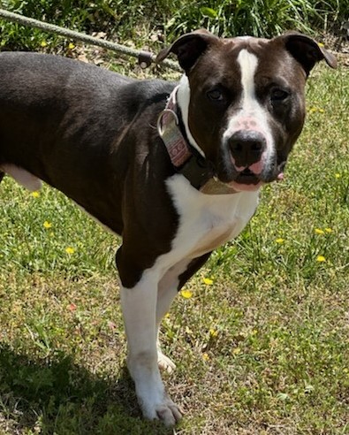 Enlarge BOSS, a Adoptable American Staffordshire Terrier in Tappahannock, VA image 2/6