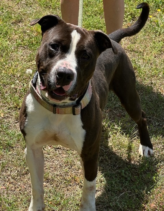Enlarge BOSS, a Adoptable American Staffordshire Terrier in Tappahannock, VA image 3/6