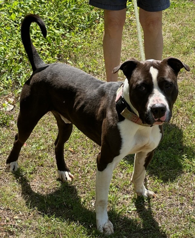 Enlarge BOSS, a Adoptable American Staffordshire Terrier in Tappahannock, VA image 4/6