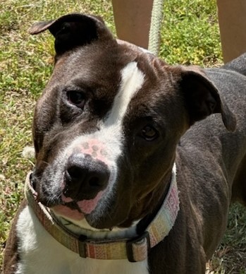 Enlarge BOSS, a Adoptable American Staffordshire Terrier in Tappahannock, VA image 5/6