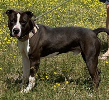 Enlarge BOSS, a Adoptable American Staffordshire Terrier in Tappahannock, VA image 6/6