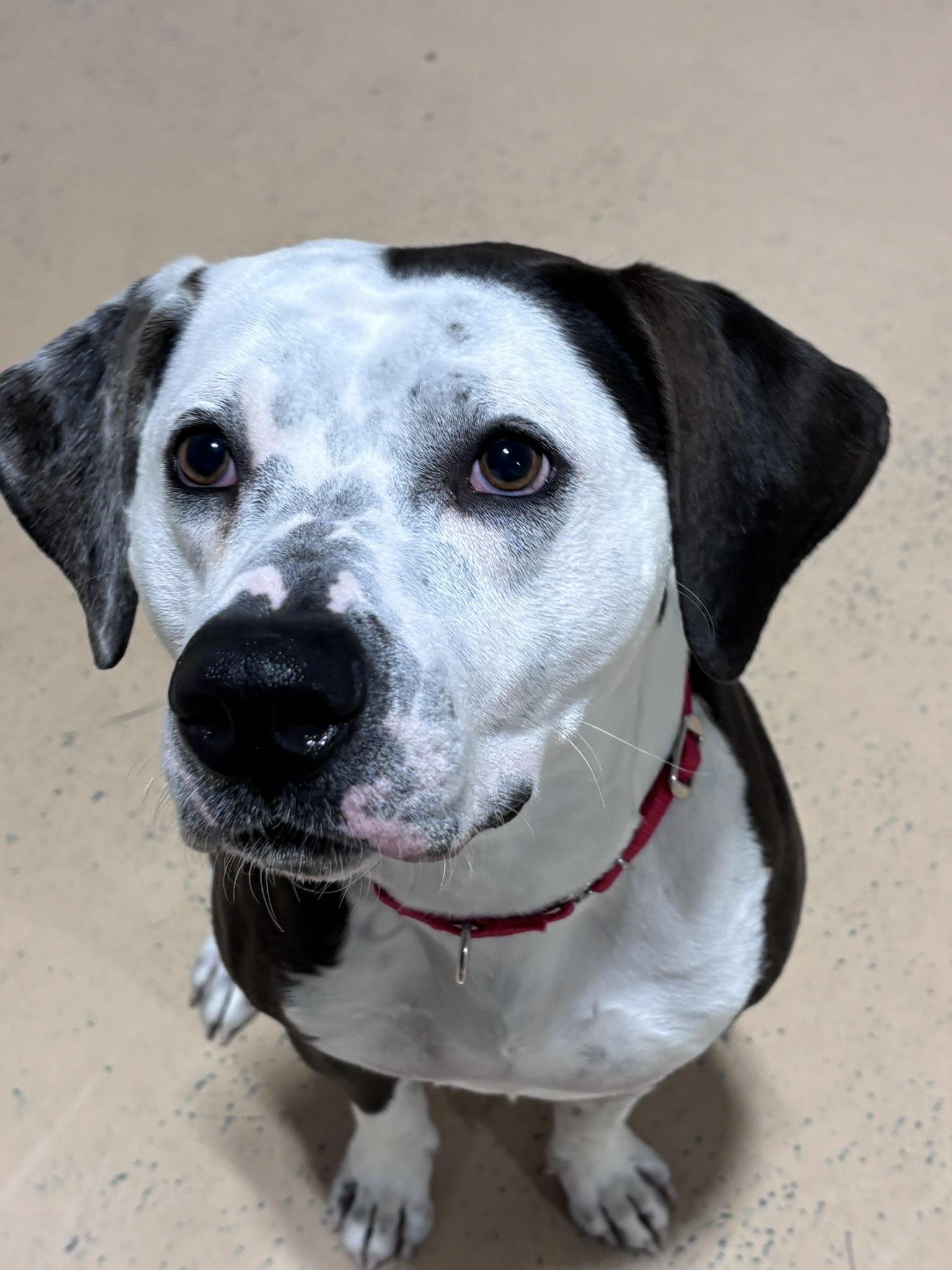 Enlarge Cowboy, a Adoptable mixed breed in Pembroke, MA image 5/6
