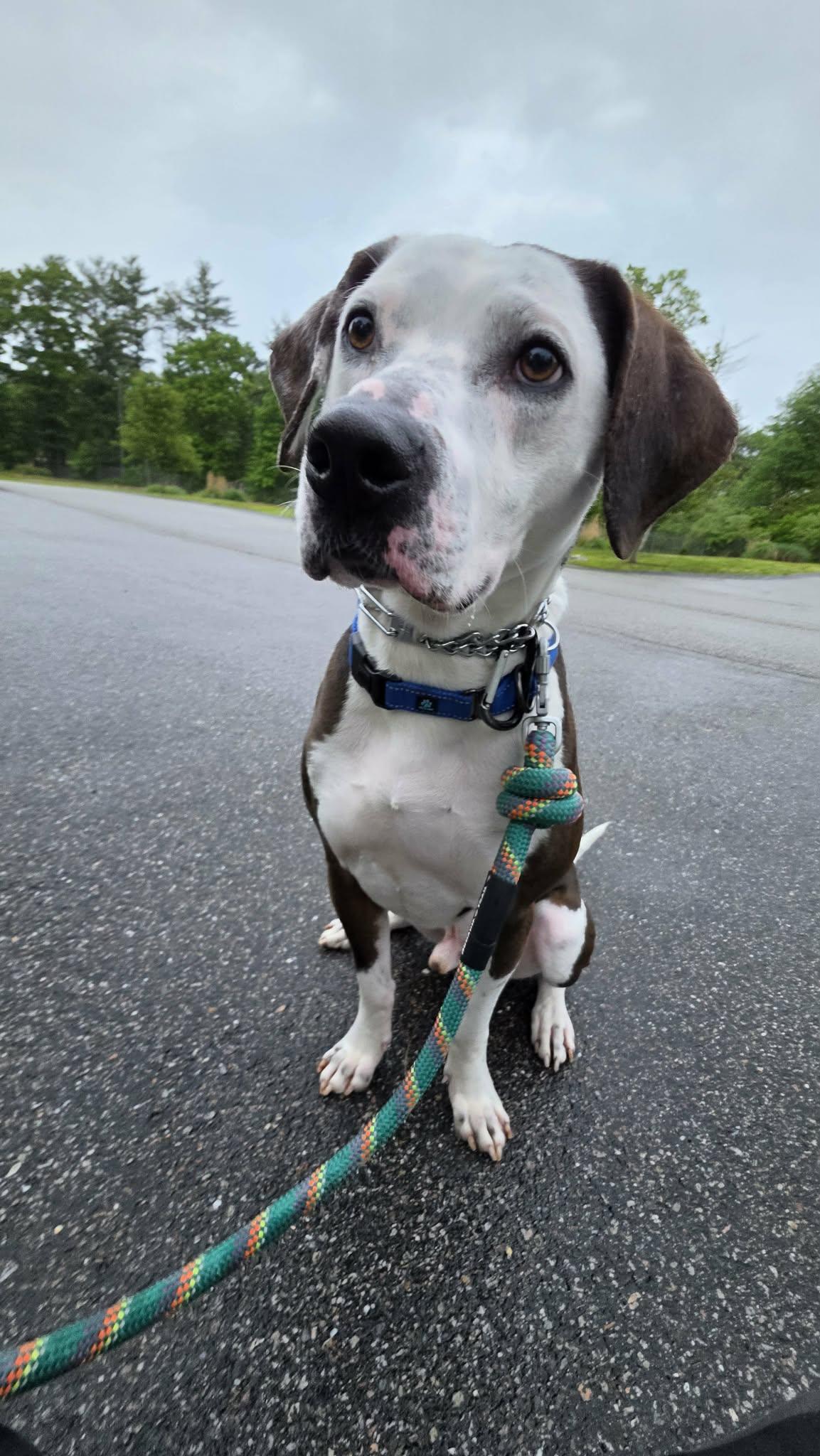 Enlarge Cowboy, a Adoptable mixed breed in Pembroke, MA image 3/6