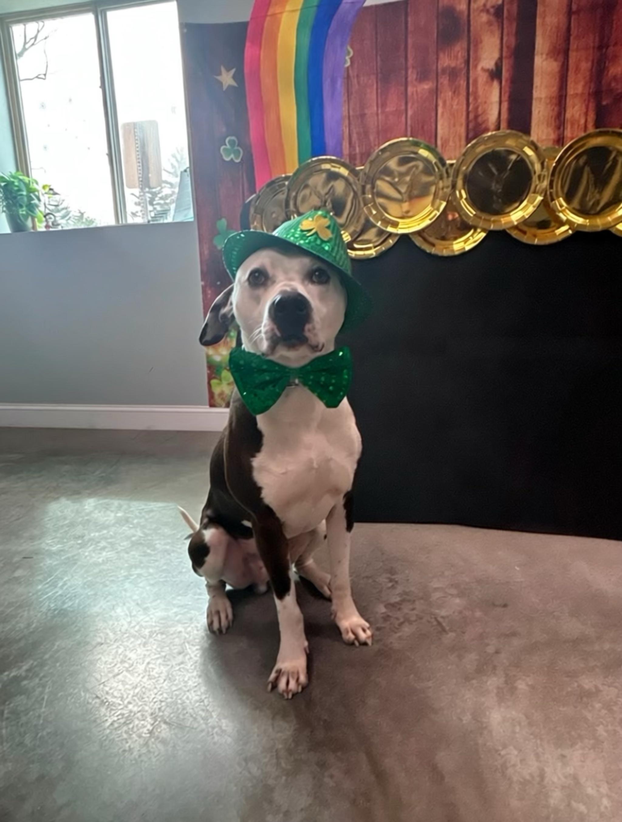Enlarge Cowboy, a Adoptable mixed breed in Pembroke, MA image 2/6