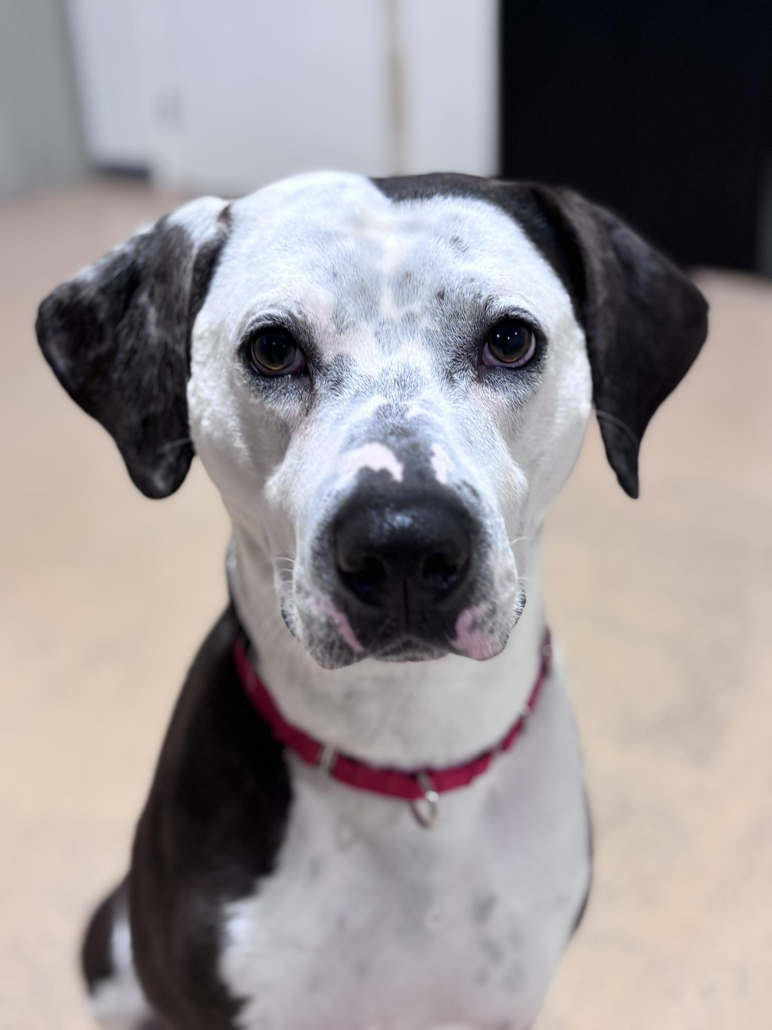 Enlarge Cowboy, a Adoptable mixed breed in Pembroke, MA image 4/6