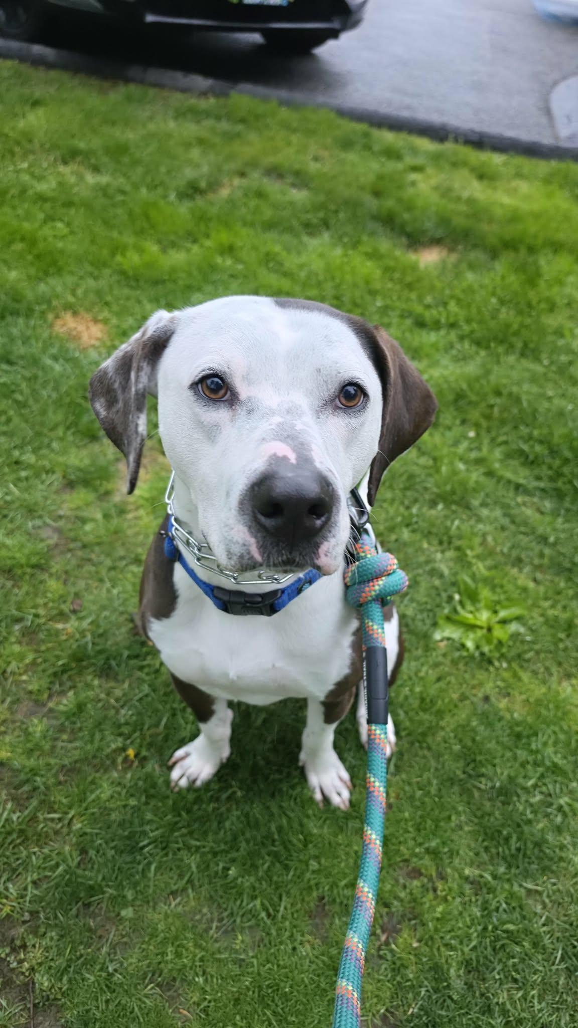 Enlarge Cowboy, a Adoptable mixed breed in Pembroke, MA image 1/6