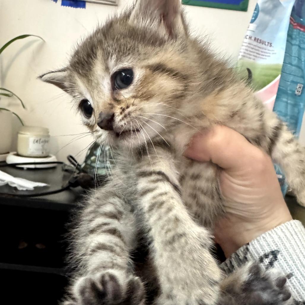 Sprinkle, Adoptable, Kitten Female Domestic Short Hair.