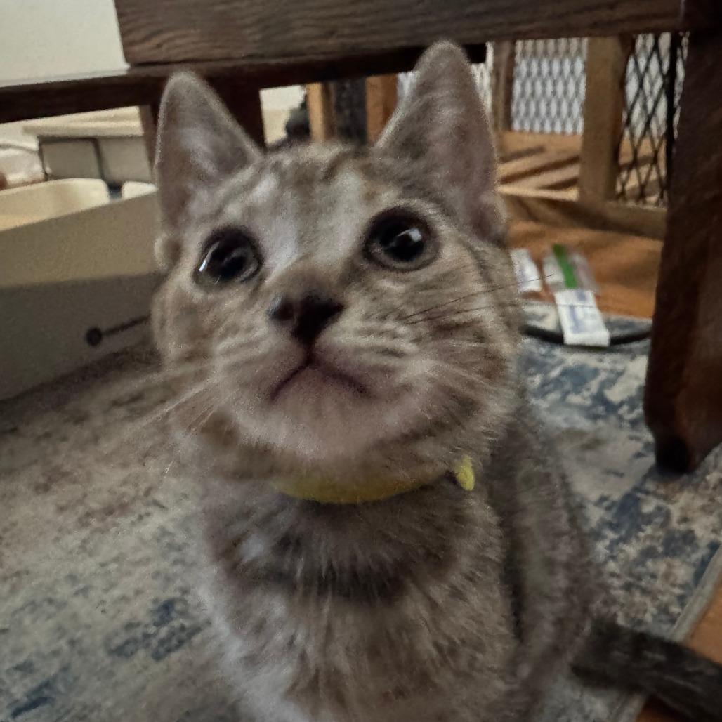 Sprinkle, a Adoptable Domestic Short Hair in Skokie, IL image 2/6