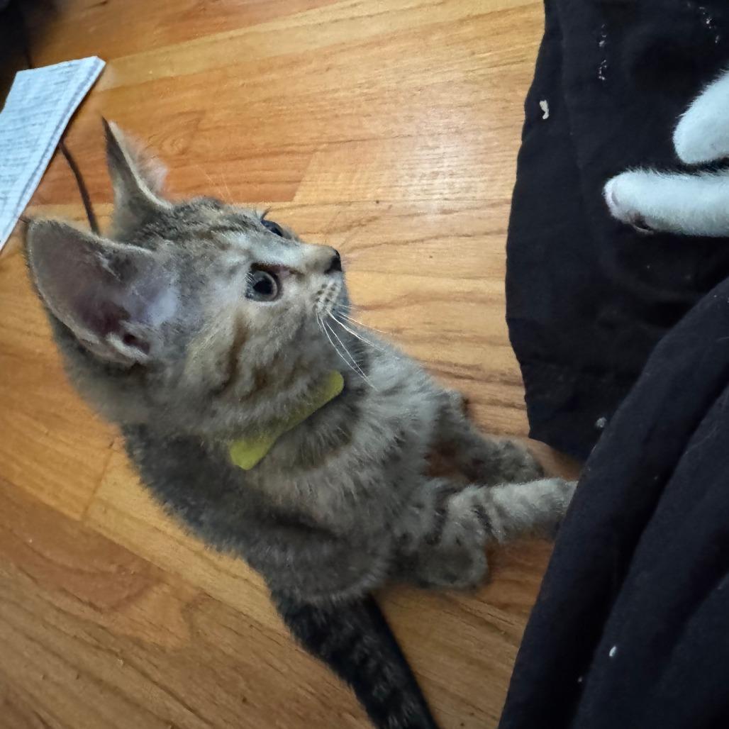 Sprinkle, a Adoptable Domestic Short Hair in Skokie, IL image 3/6