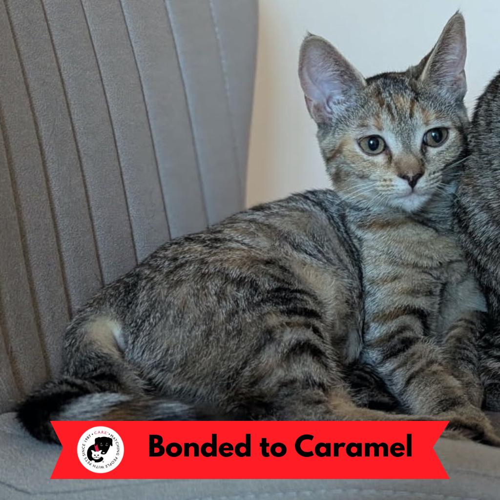 Sprinkle, a Adoptable Domestic Short Hair in Skokie, IL image 4/6