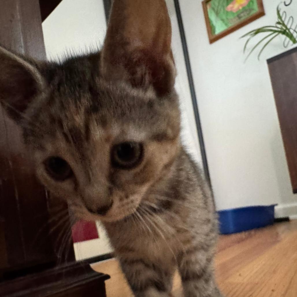 Sprinkle, a Adoptable Domestic Short Hair in Skokie, IL image 5/6
