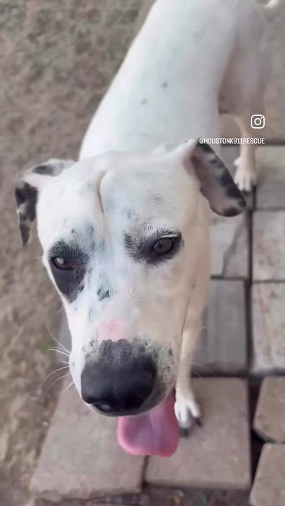 Enlarge NOVA, a Adoptable mixed breed in Nashua, NH video 5/6