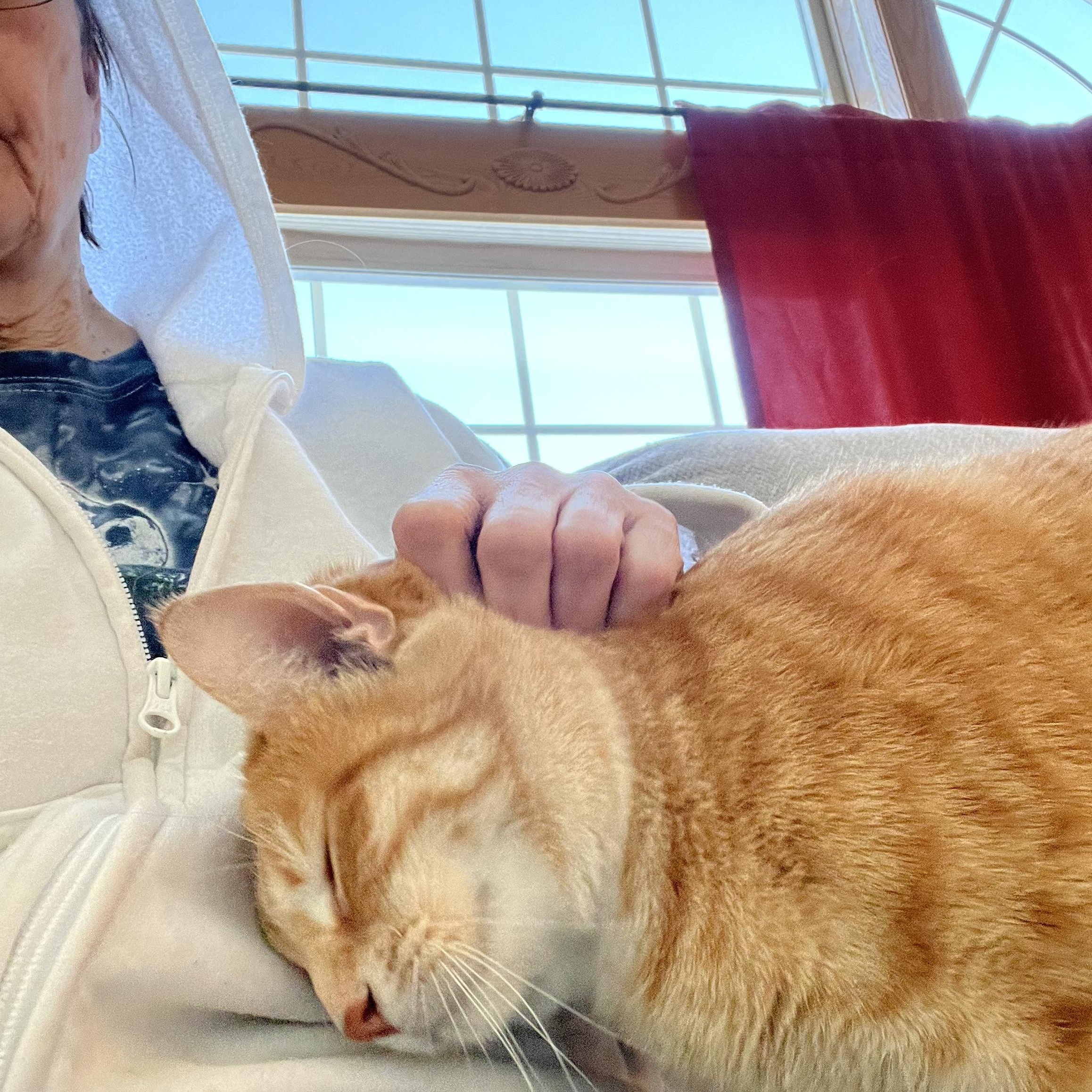 Enlarge Aldo, a Adopted Domestic Short Hair in Proctor, MN image 1/5