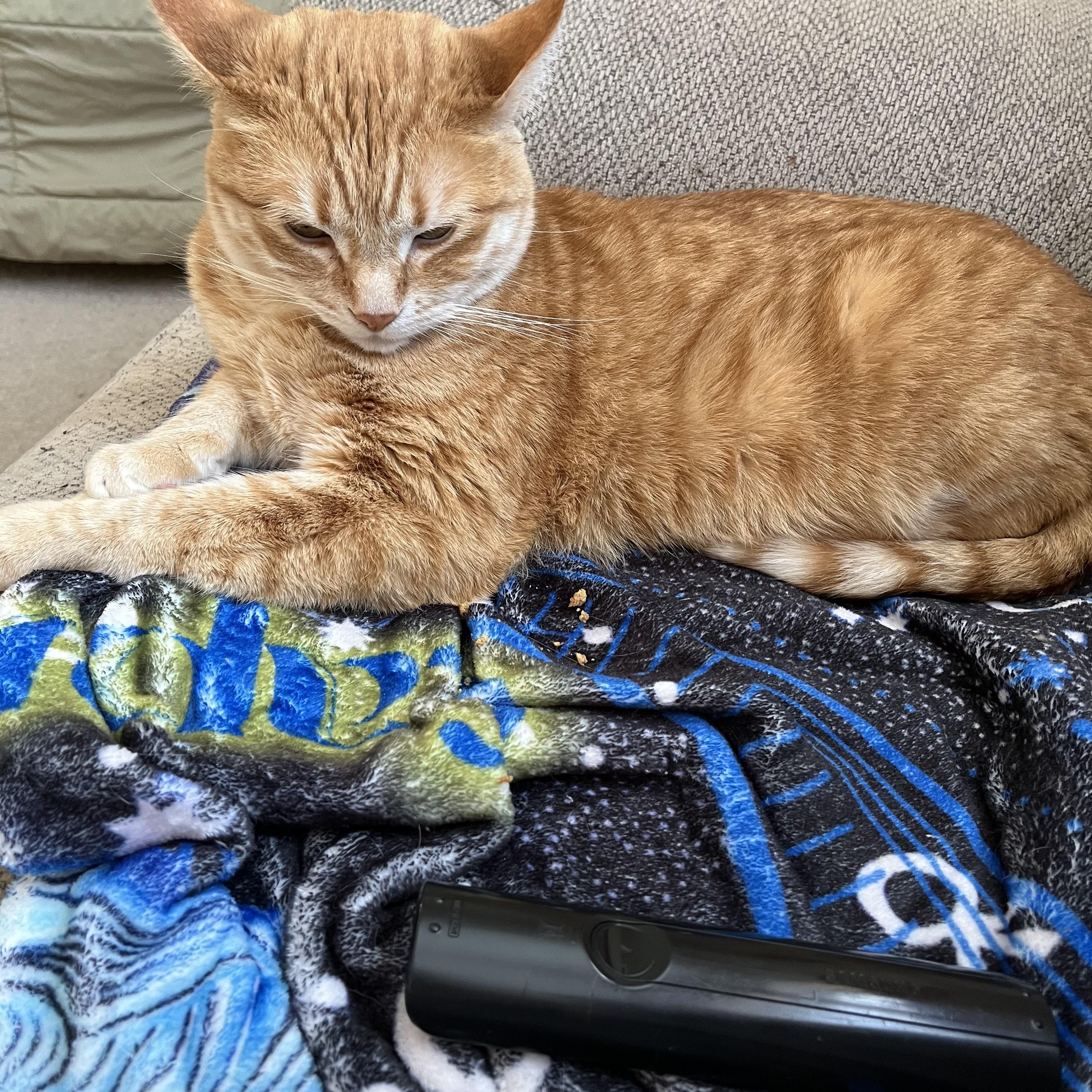 Enlarge Aldo, a Adopted Domestic Short Hair in Proctor, MN image 2/5