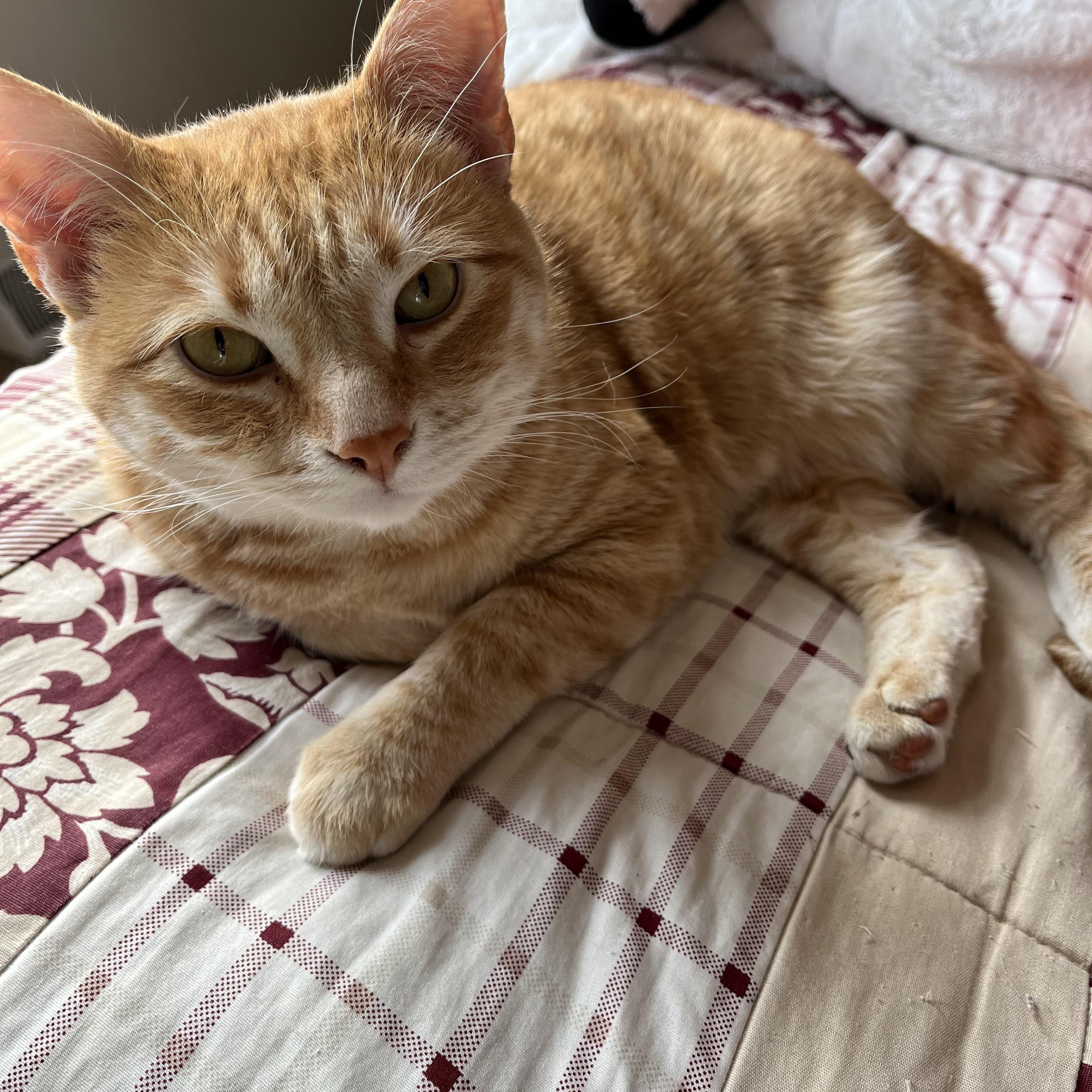 Enlarge Aldo, a Adopted Domestic Short Hair in Proctor, MN image 5/5