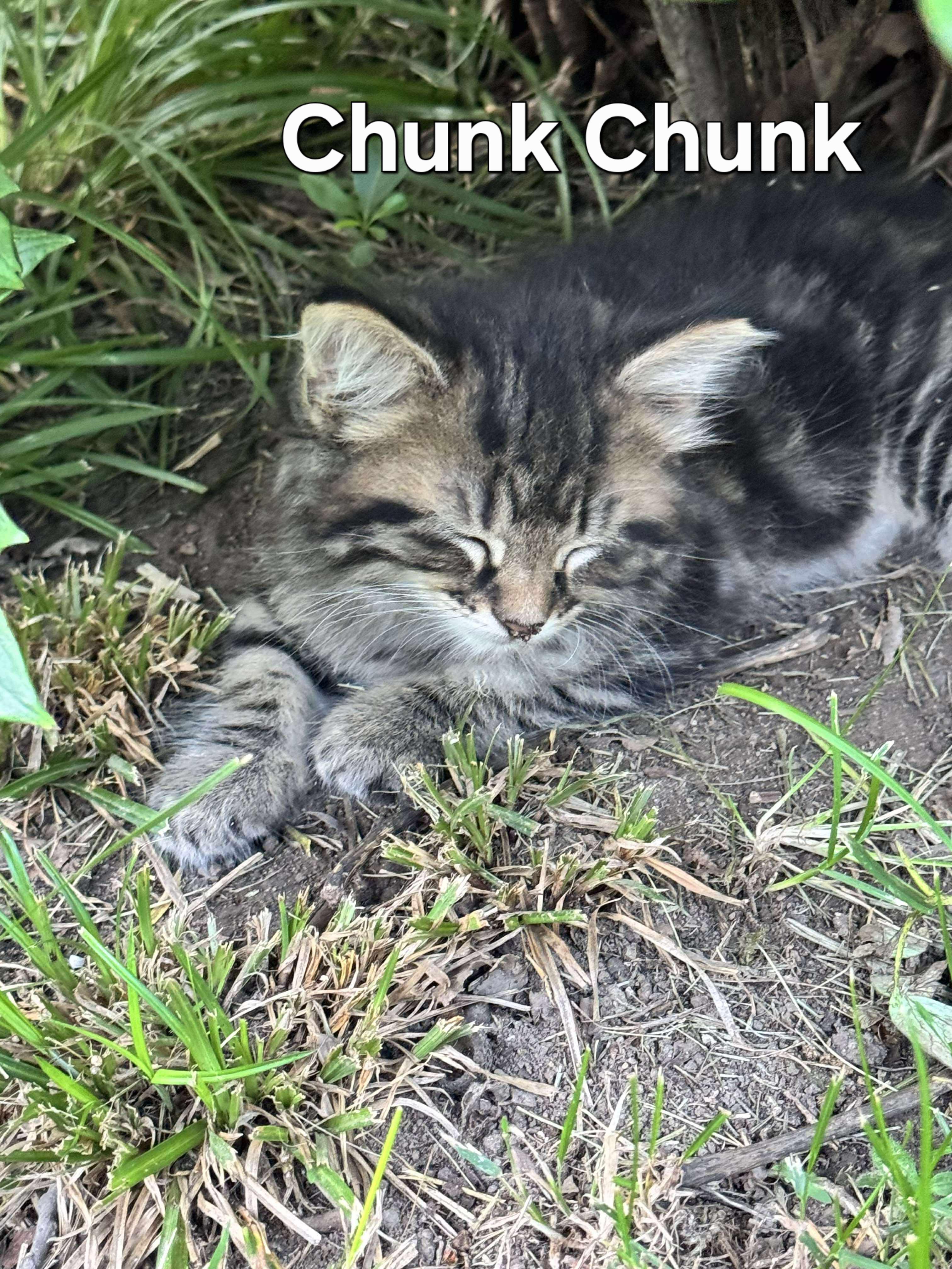 Chunk Chunk photo 2