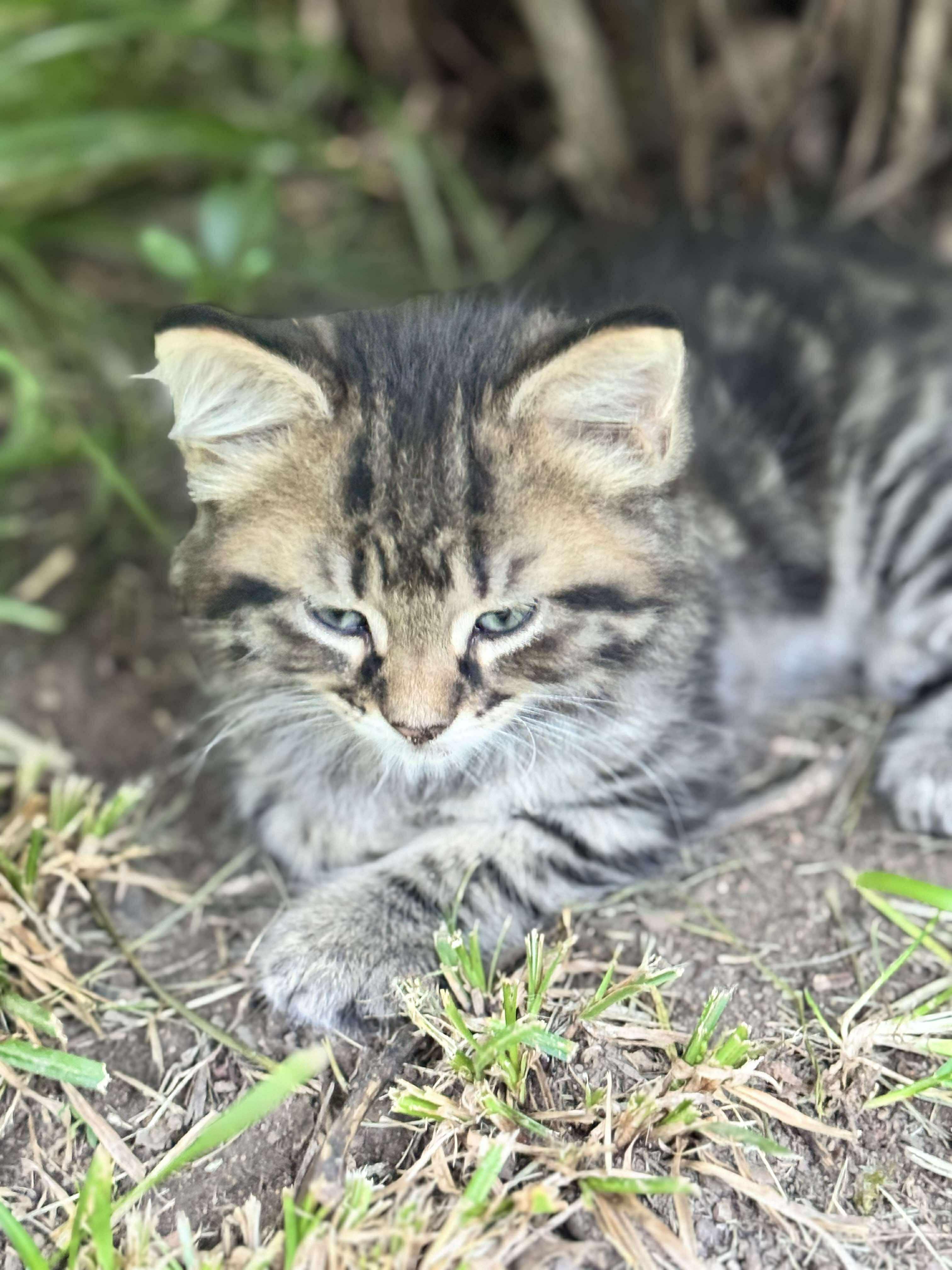 Chunk Chunk, Baby Male unknown