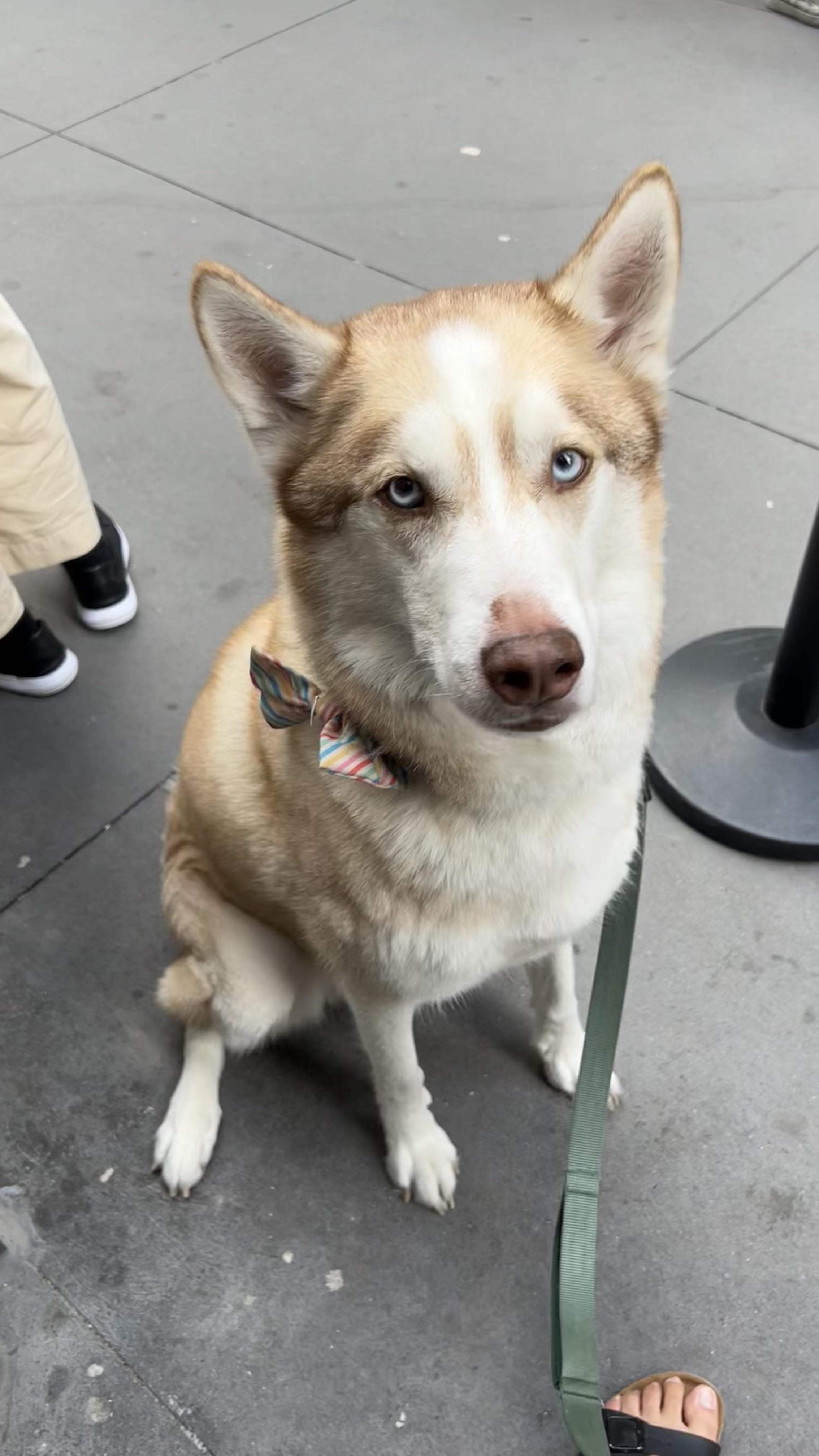 Enzo Siberian Husky Dog