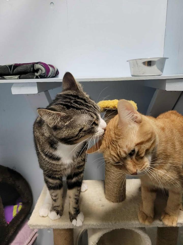 Ronald Weasley (Bonded to Mew Mew), Adoptable, Young Male Domestic Short Hair.