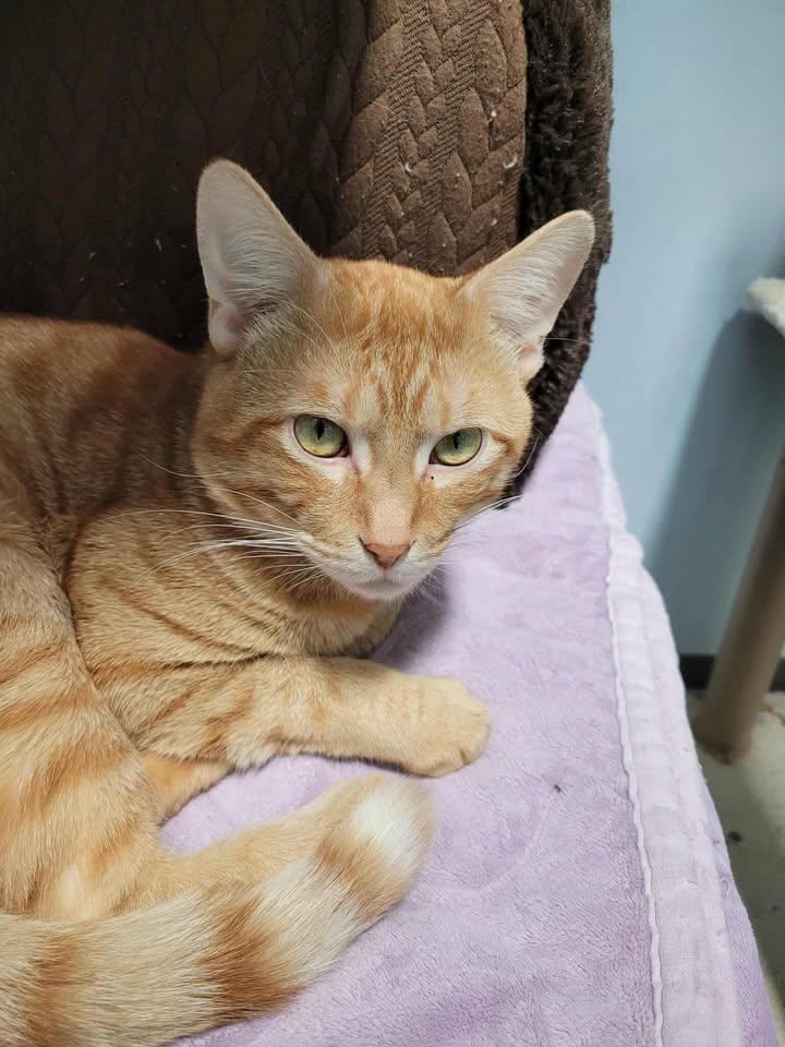 Enlarge Ronald Weasley (Bonded to Mew Mew), a Adoptable Domestic Short Hair in Mission, BC image 2/5