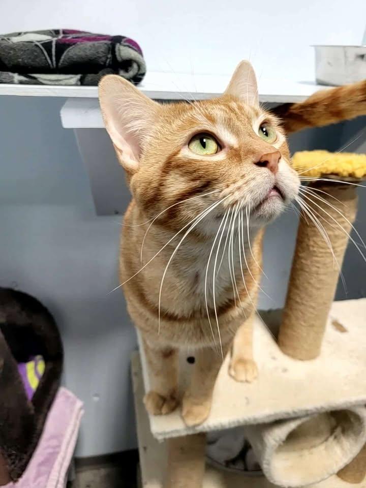 Enlarge Ronald Weasley (Bonded to Mew Mew), a Adoptable Domestic Short Hair in Mission, BC image 3/5